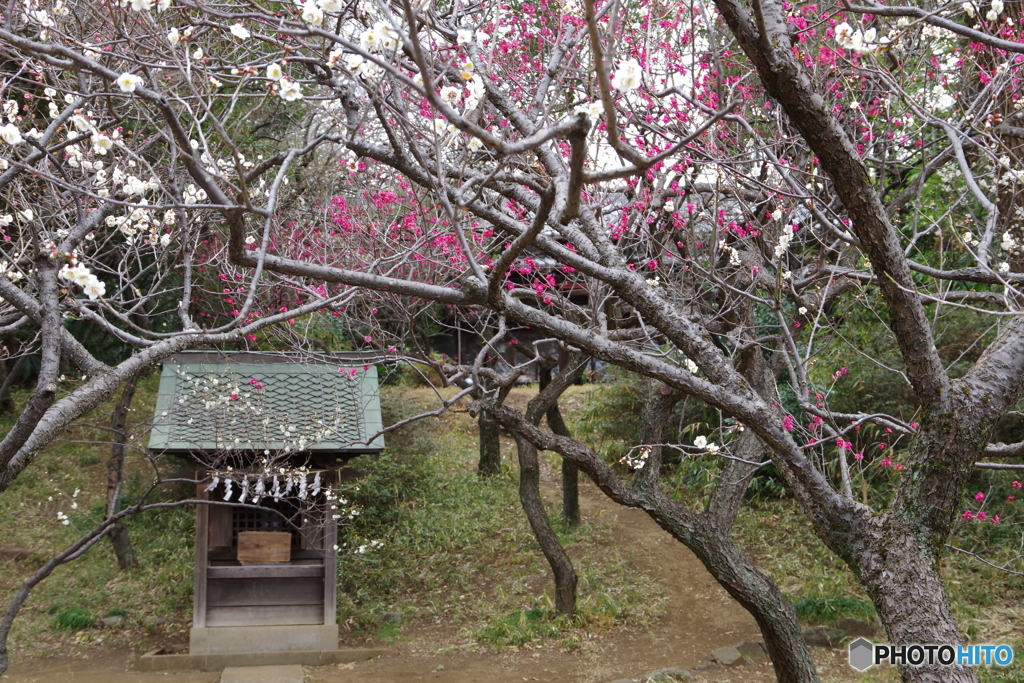 谷保天満宮　梅園4