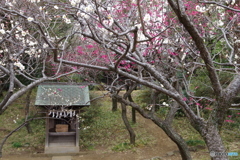 谷保天満宮　梅園4