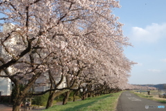 福生市多摩川堤防2