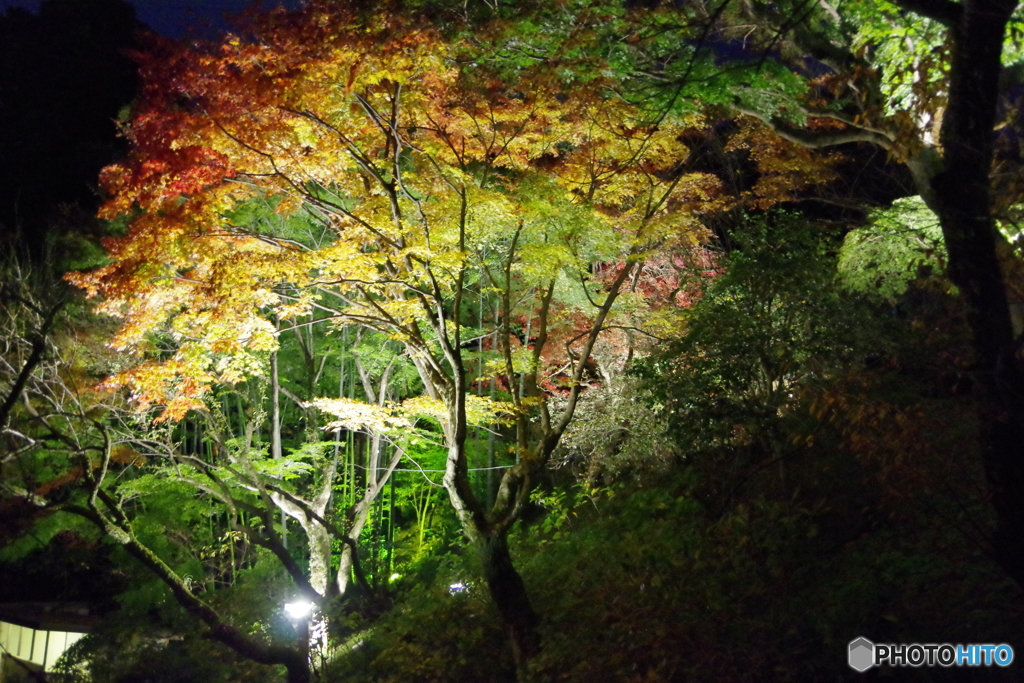 ライトアップ百草園の紅葉２