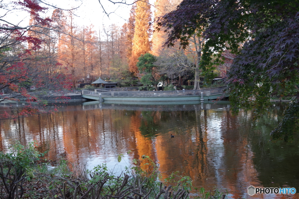 池と夕暮れのメタセコイア