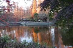 池と夕暮れのメタセコイア