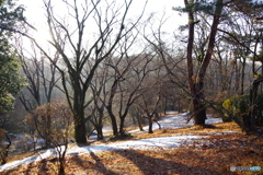 残雪と枯木と木陰