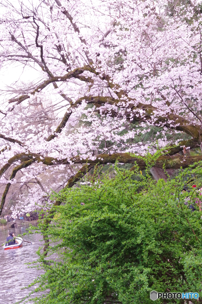 桜と新緑とボート1艘