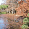 紅葉の神代植物公園の池３
