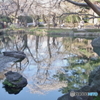 靖国神社 神池庭園1