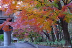 神代植物公園 ばら園テラスの紅葉