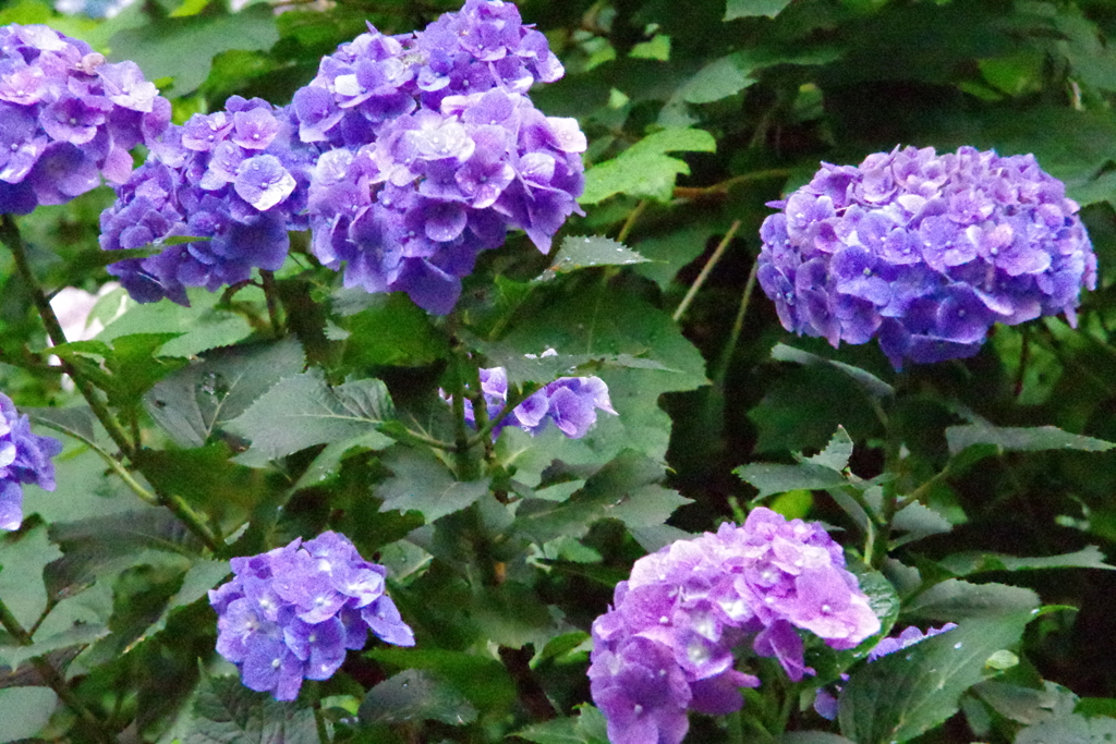 雨あがりの紫陽花6