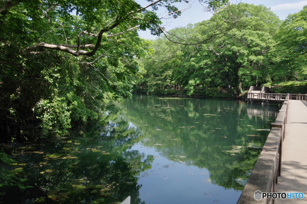 新緑の井之頭池10