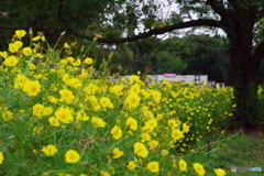 昭和記念公園のレモンブライト1