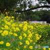 昭和記念公園のレモンブライト1