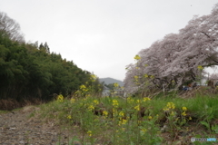 塩田耕地堤　菜の花と桜