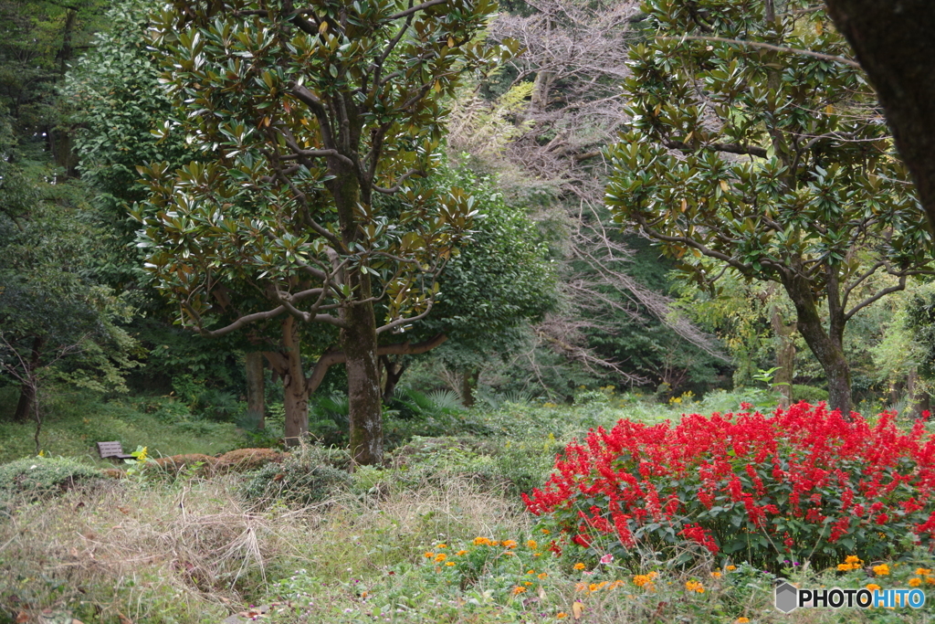 黒鐘公園とサルビア3