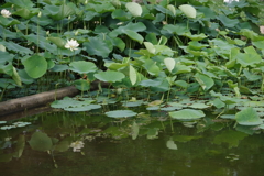 ひょうたん池の蓮の花