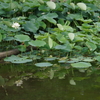 ひょうたん池の蓮の花