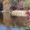 井之頭池の紅葉3