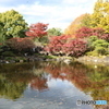 府中の森公園　池２