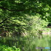 新緑の井之頭池１