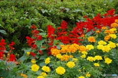 武蔵国分寺公園の花壇8