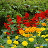 武蔵国分寺公園の花壇8