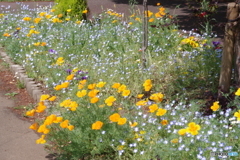 武蔵野公園の花壇７