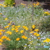 武蔵野公園の花壇７