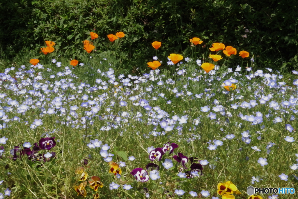 武蔵野公園の花壇８