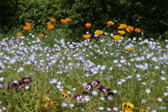 武蔵野公園の花壇８
