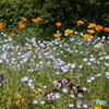 武蔵野公園の花壇８