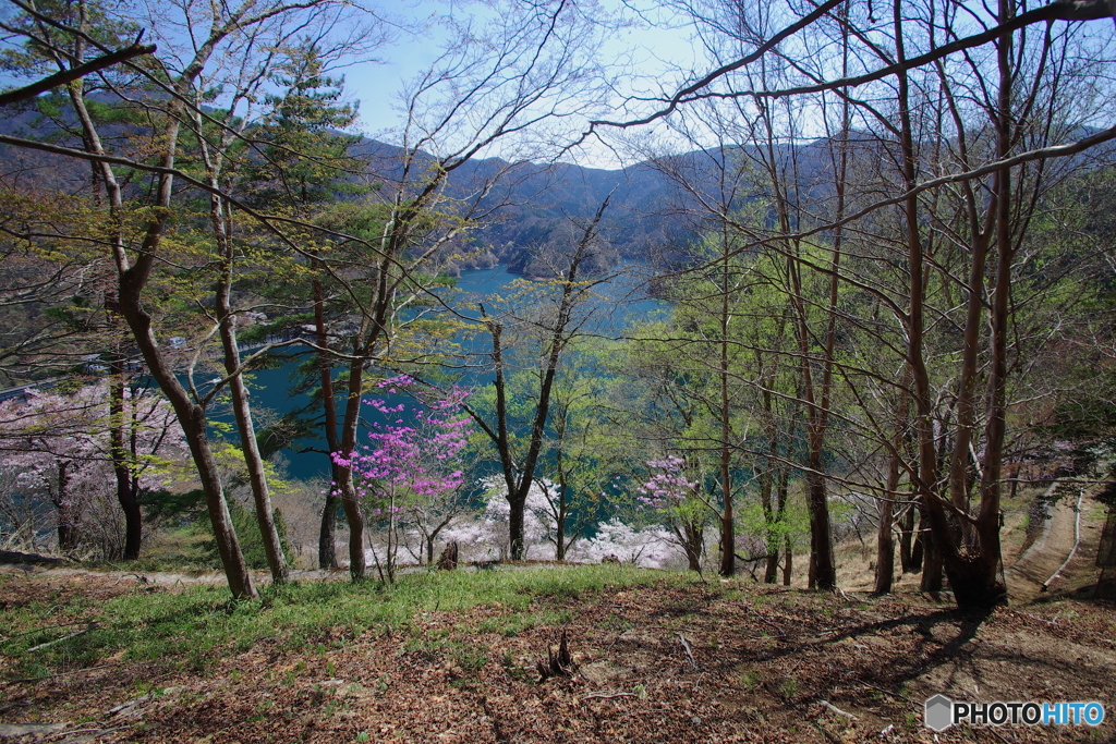 桜の奥多摩湖4