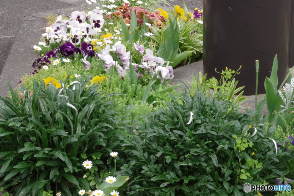 武蔵国分寺公園の花壇24