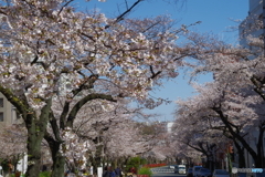 桜の播磨坂