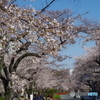 桜の播磨坂