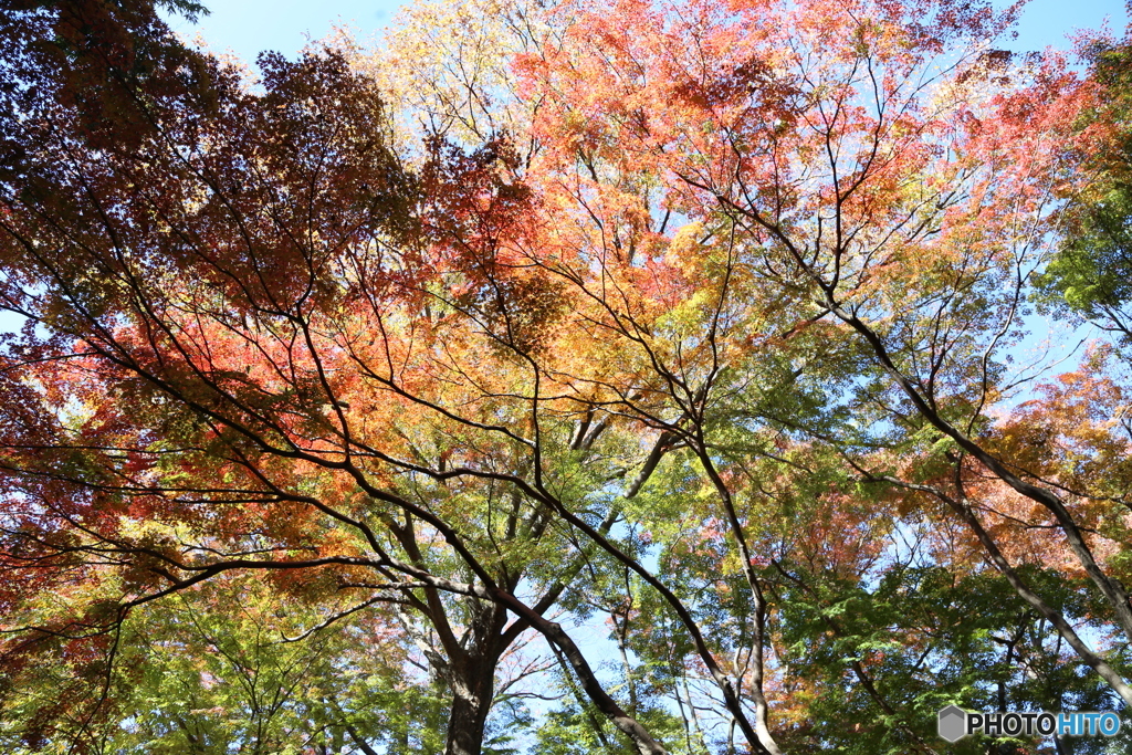 紅葉の裏側