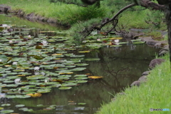 池と松とスイレン