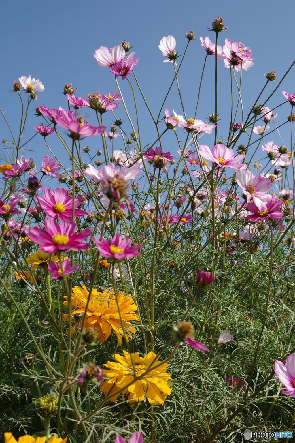 原っぱ南花畑のコスモスとジニア