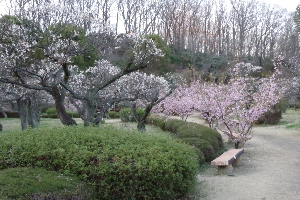 薬師池公園5