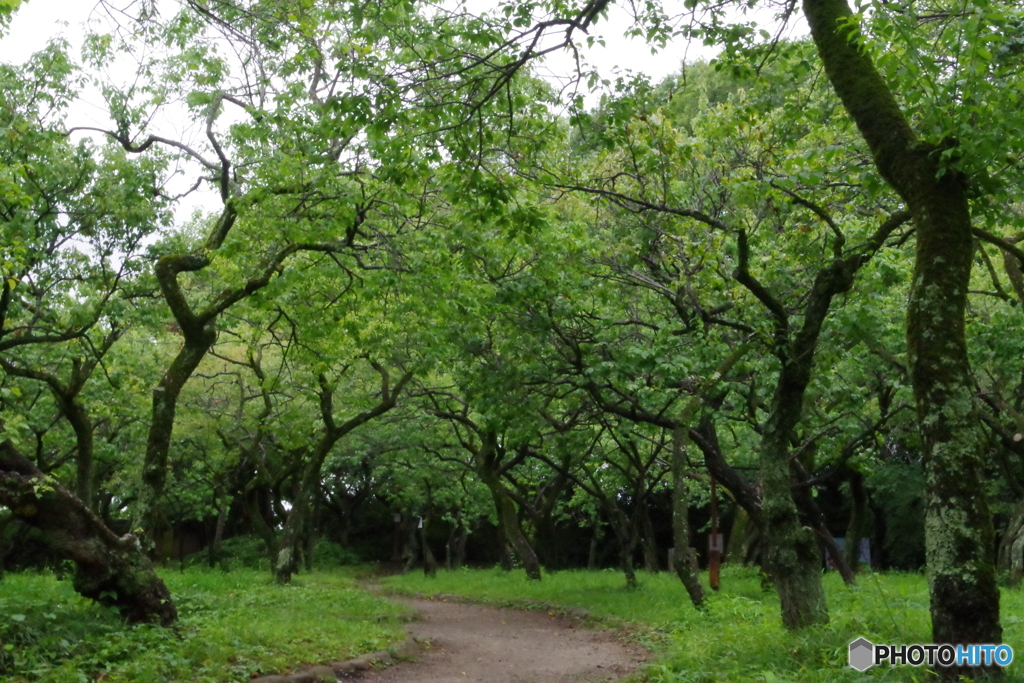 雨あがりの新緑の梅園.１