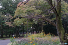 小金井公園のキバナコスモスと紅葉