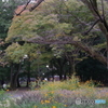 小金井公園のキバナコスモスと紅葉