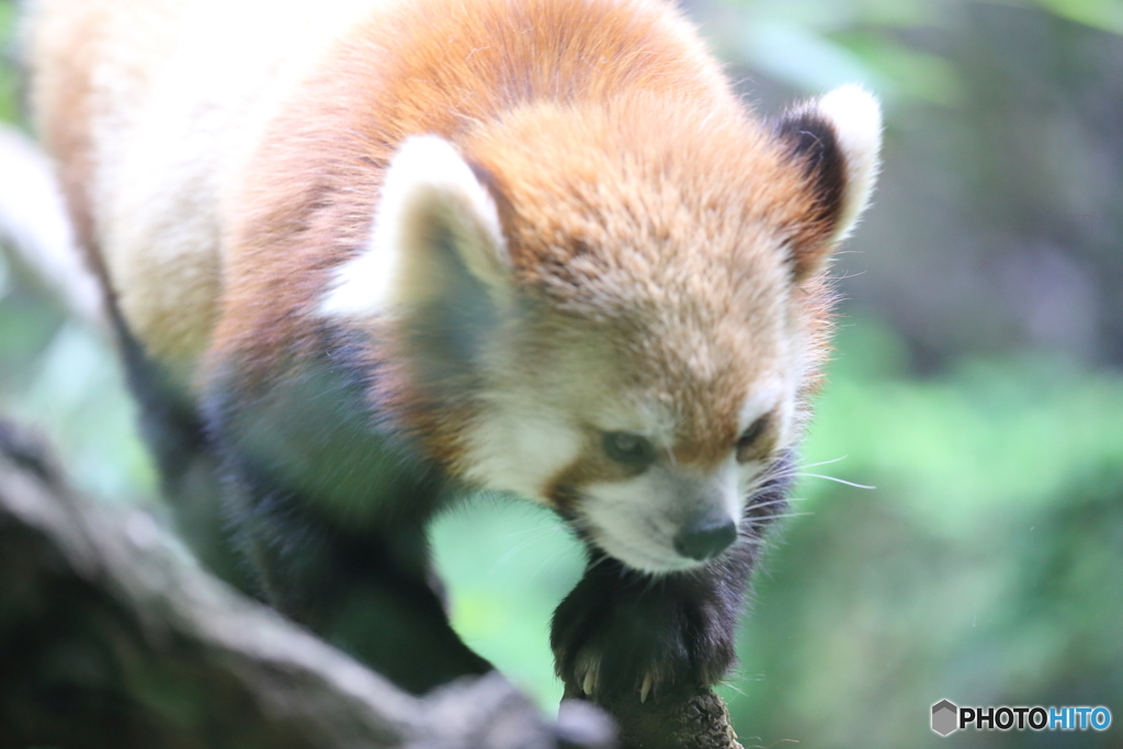 レッサーパンダ4