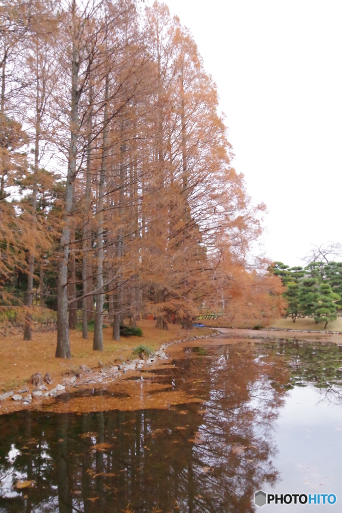 神代植物公園 メタセコイヤ２