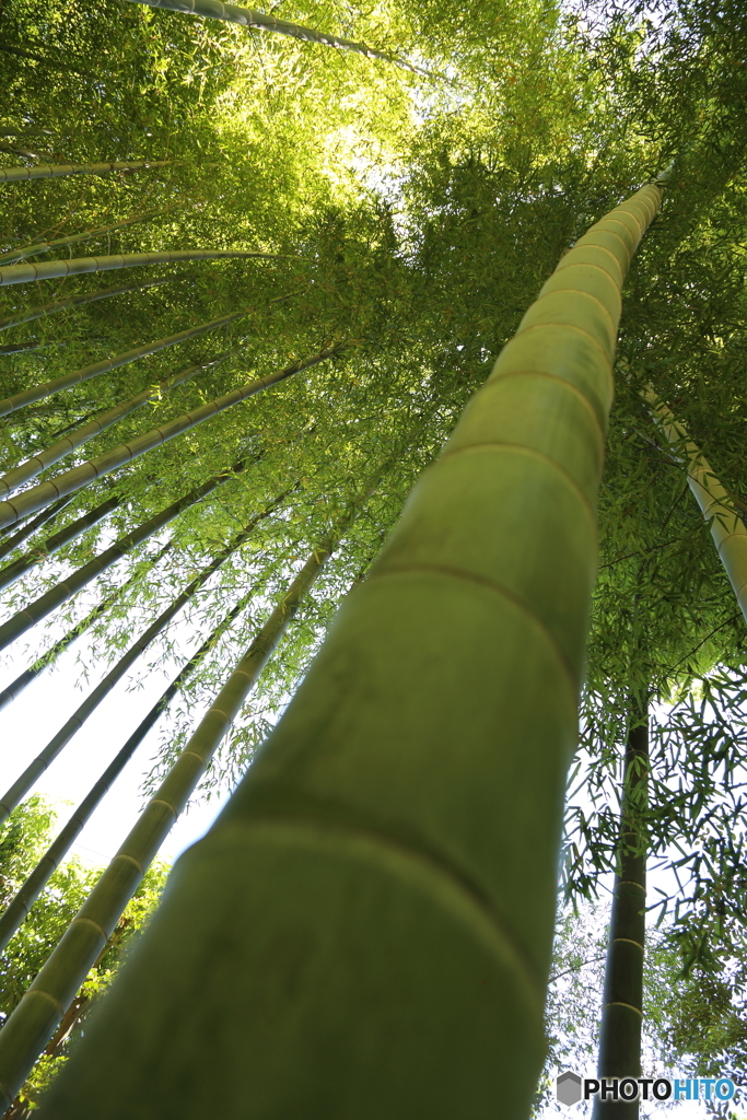 天までとどく竹