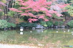 府中の森公園　池３