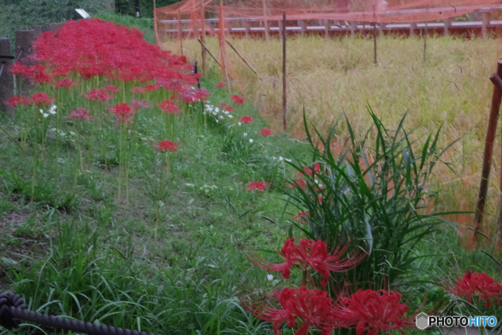 神代植物公園水生植物園の 彼岸花たち２