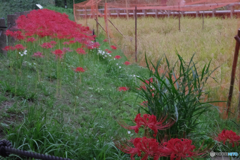 神代植物公園水生植物園の 彼岸花たち２