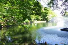 新緑の井之頭池と噴水