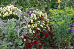 小金井公園の花壇３