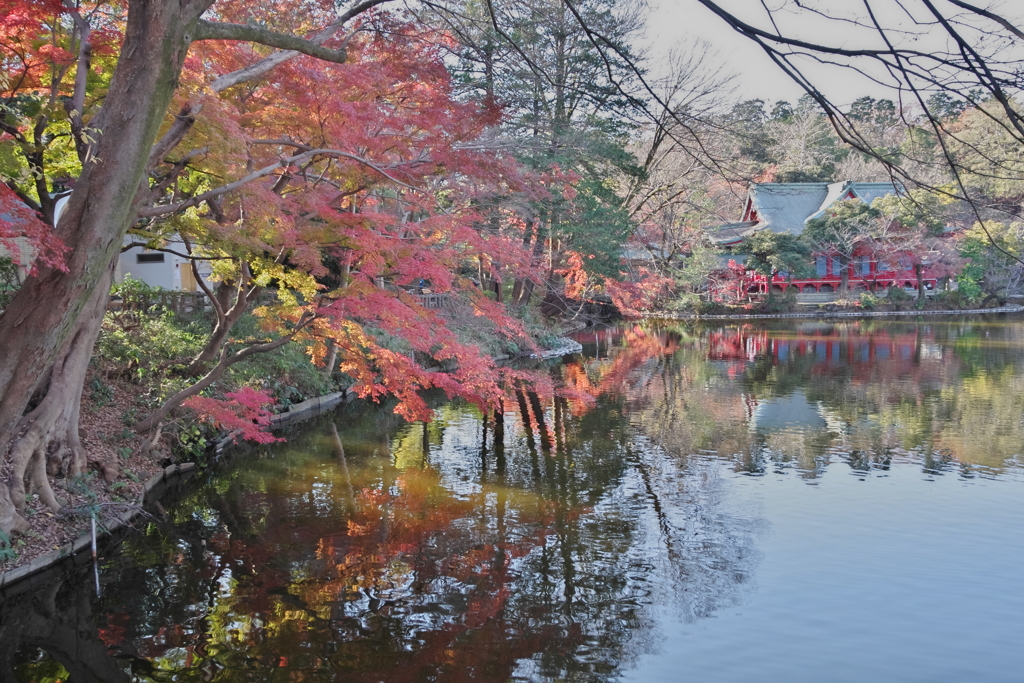 井之頭池の紅葉1