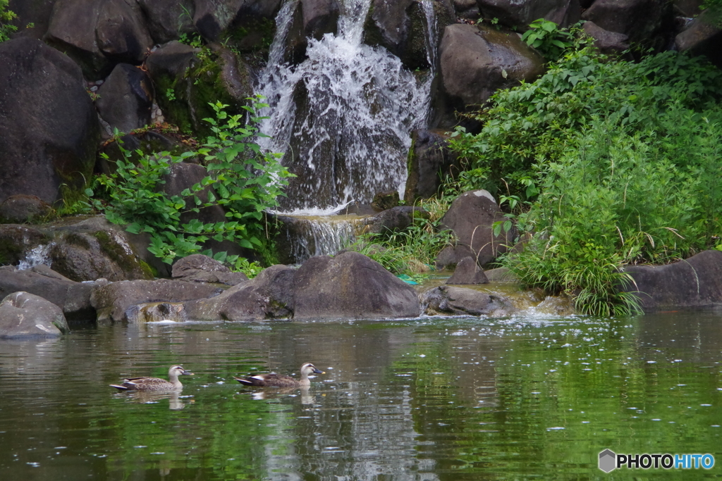 水鏡の中の新緑と鴨と滝